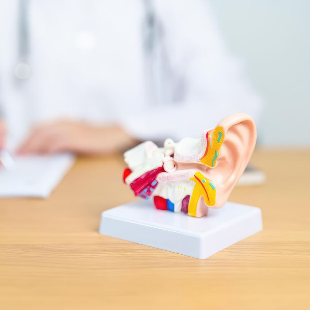 A colorful anatomical model of a human ear sits on a table. In the blurred background, a person in a white coat writes on a clipboard, suggesting a medical or educational setting.